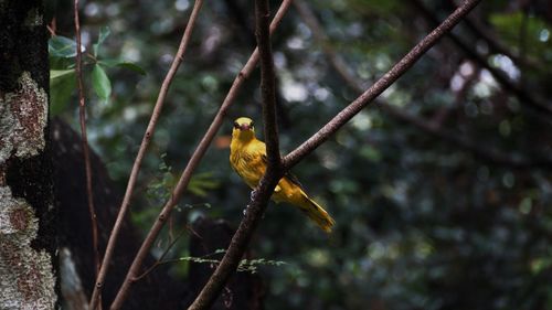 Low angle view of bird perching on tree