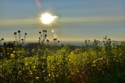 Plants growing on field against sky during sunset