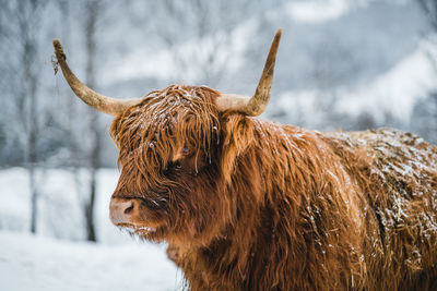 Close-up of a horse on snow