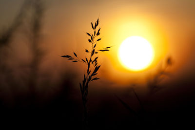 Close-up of silhouette plant during sunset