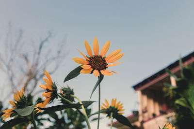 Close-up of yellow flowering plant against sky