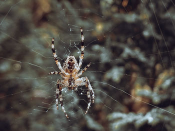 Close-up of spider on web