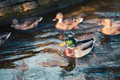 High angle view of ducks swimming in lake