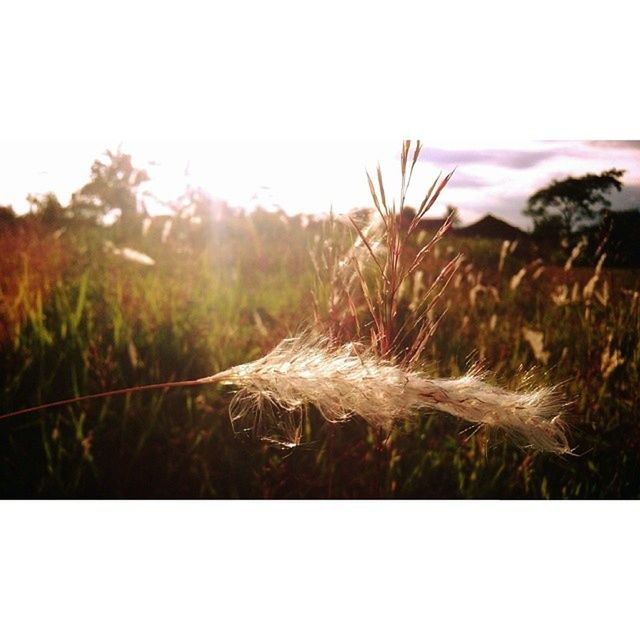 field, plant, clear sky, grass, growth, nature, tranquility, landscape, beauty in nature, tranquil scene, copy space, dry, close-up, selective focus, auto post production filter, outdoors, sunlight, no people, sky, scenics