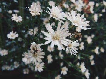 Close-up of white flowers