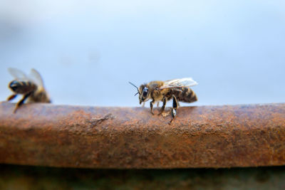 Close-up of bees on wall