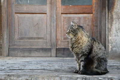 Long haired cat sitting in front of an old wooden door autumn colors