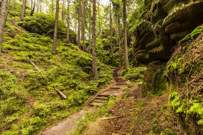 Footpath amidst trees in forest