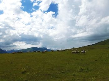 Sheep grazing on field against sky