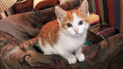 Portrait of cat