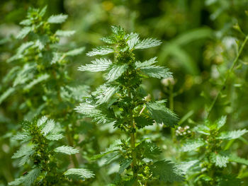 Close-up of fresh green leaves on plant