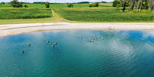 A grouping of birds swim on a summer day on a small pond next to a group of farm fields