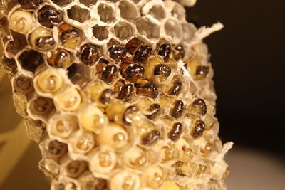 Close-up of bee on cake