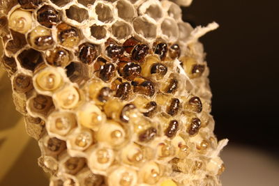 Close-up of beehive