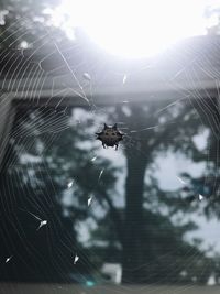 Close-up of spider on web