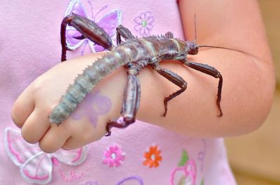 Close-up of butterfly on pink finger