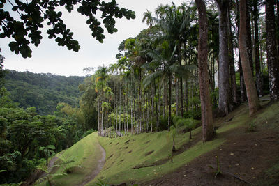 Trees in forest