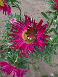High angle view of butterfly on purple flower