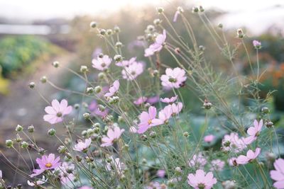 Close-up of pink flowers growing on field