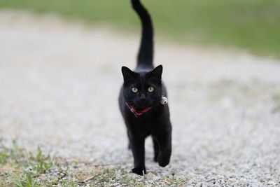 Portrait of black cat sitting on footpath