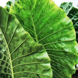 Close-up of leaf vegetables