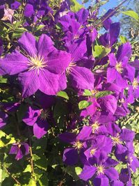 Close-up of purple flowers blooming outdoors