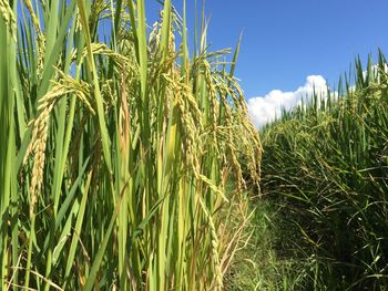 Close-up of wheat growing on field against sky