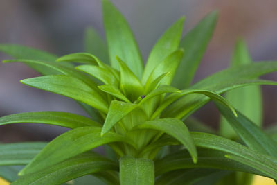 Close-up of green plant
