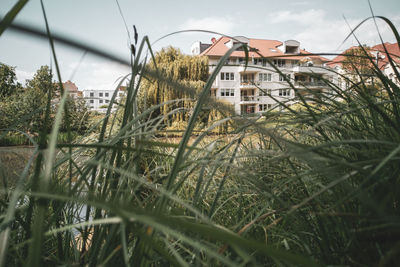 Plants growing outside building