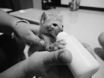 Midsection of person holding kitten