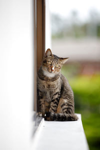 Cat sitting on a window