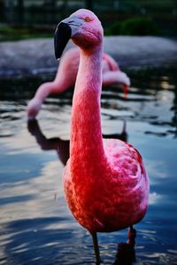 Close-up of a duck in a lake