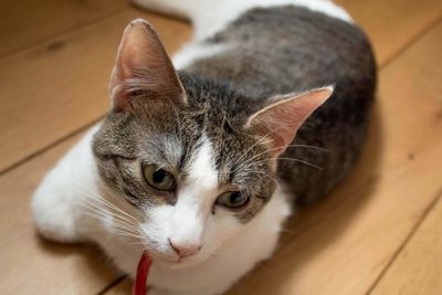 Close-up portrait of a cat