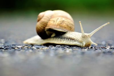 Close-up of snail