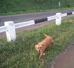 View of grassy field