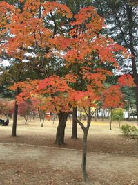 Trees in park