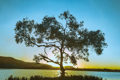 Tree by lake against clear sky