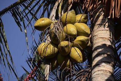 Low angle view of coconut palm tree against sky