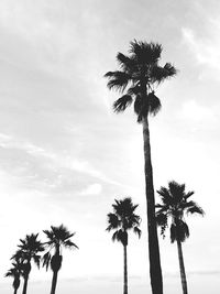 Low angle view of palm trees against sky