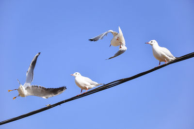 Low angle view of birds flying against clear blue sky