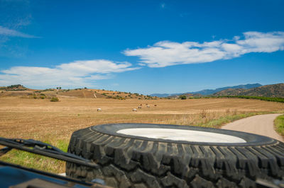 View at horses in a field from driver seat in 4x4 terrain car while driving through countryside. 