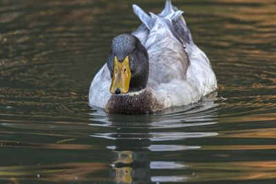 Duck swimming on lake