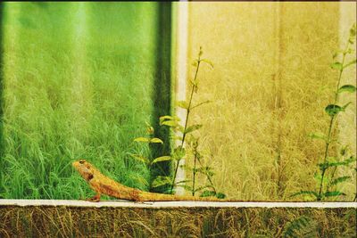 Lizard on tree