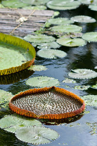 Close-up of lotus water lily in lake