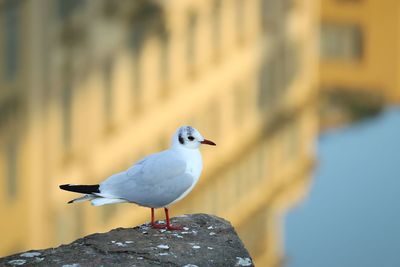 Close-up of seagull perching on wooden post