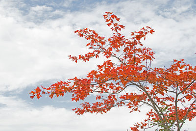 Low angle view of autumnal tree against sky