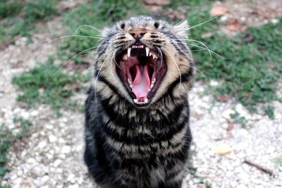 Close-up of a cat yawning