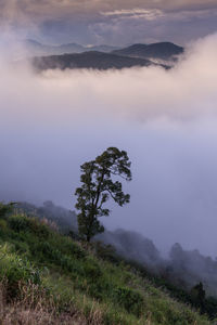 Scenic view of tree mountains against sky