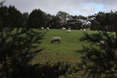 Sheep grazing in a field