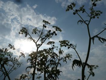 Low angle view of trees against sky